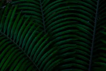 Dark image of wet fern leaf fanning out aesthetically 